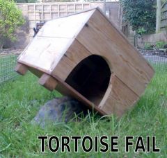 tortoisefail_captioned.jpg