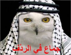 Arab20Owl20ORLY.jpg