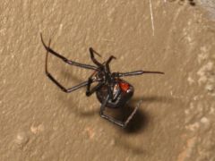 Red Back 2.jpg