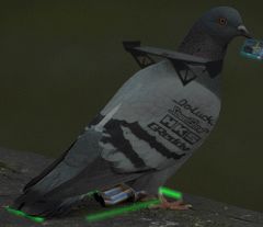 pigeon7nt.jpg