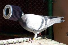 pigeon43ke.jpg