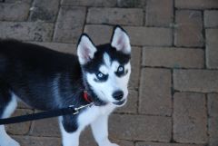Dog (husky) with nice blue eyes.jpg
