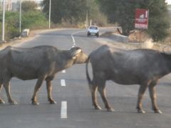 01cows.jpg