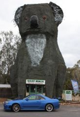 IMG_0039 Giant Koala.JPG