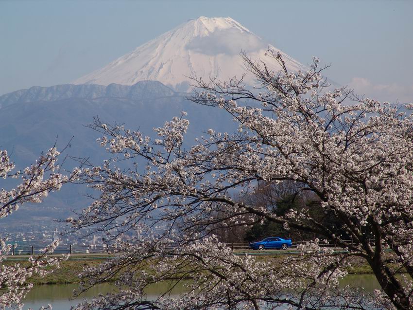 fuji, cherry blossoms and R34