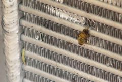 Poor Bee Stuck on pwtfpp IC