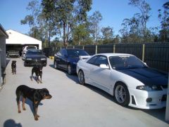 Mnay Cars and Dogs