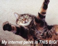 Penis-Cat